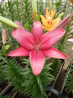 [5121 Purple Diamond DJ No02.JPG]